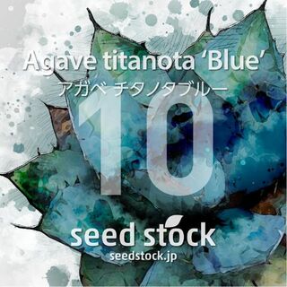 アガベの種 Agave titanota 'Blue' 10粒(その他)