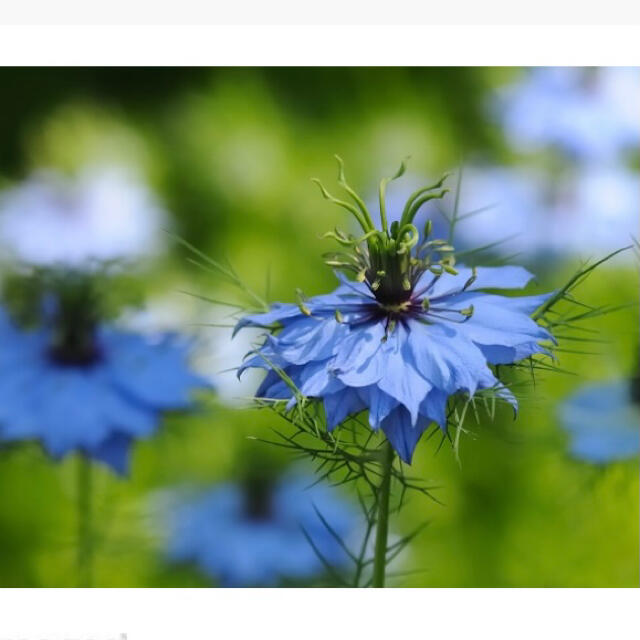 416   ニゲラ青花　種約300粒 ハンドメイドのフラワー/ガーデン(プランター)の商品写真