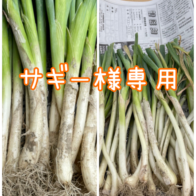 【お買い得‼️】細め九条太ねぎ苗50本入り❗️ 食品/飲料/酒の食品(野菜)の商品写真