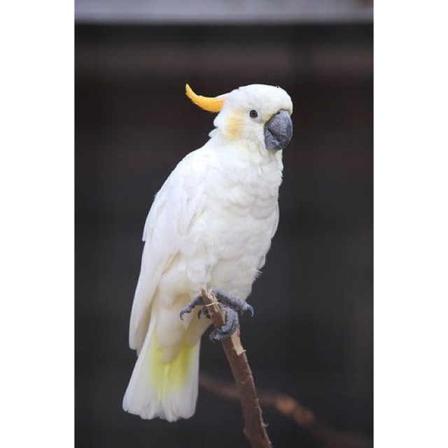 ✯極レア 最高傑作 Baccarat オールドバカラ インコ 鳥 ペット 置物✯