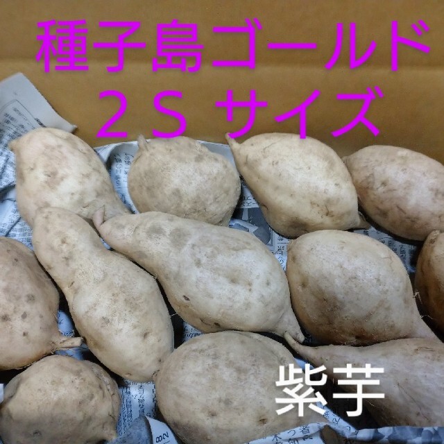 種子島ゴールド 2S 2キロ 食品/飲料/酒の食品(野菜)の商品写真