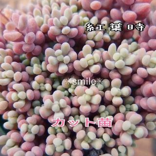 多肉植物　セダム　パープルヘイズ  カット苗(その他)