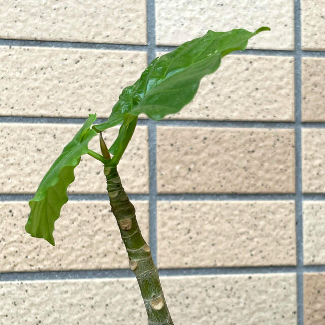 【観葉植物】ウンベラータ（抜き苗） ハンドメイドのフラワー/ガーデン(その他)の商品写真