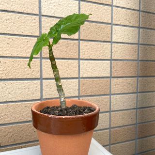 【観葉植物】ウンベラータ（抜き苗）(その他)