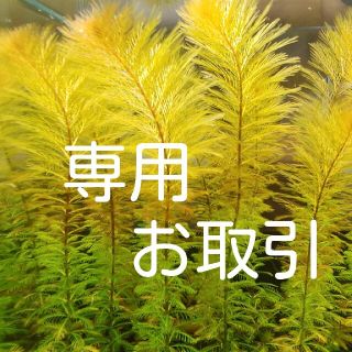 (水草・水上葉)　ｯﾄﾞｯﾄﾞﾄﾞ様　専用(アクアリウム)