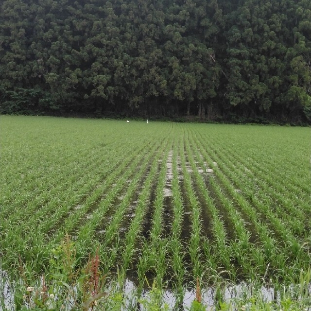 米/穀物令和2年産栃木県特一等米コシヒカリ30キロ無農薬にてつくた、お米です！！