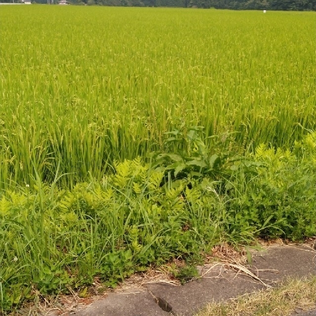 令和2年産栃木県特一等米コシヒカリけあ30キロ無農薬にてつくた、お米です!!