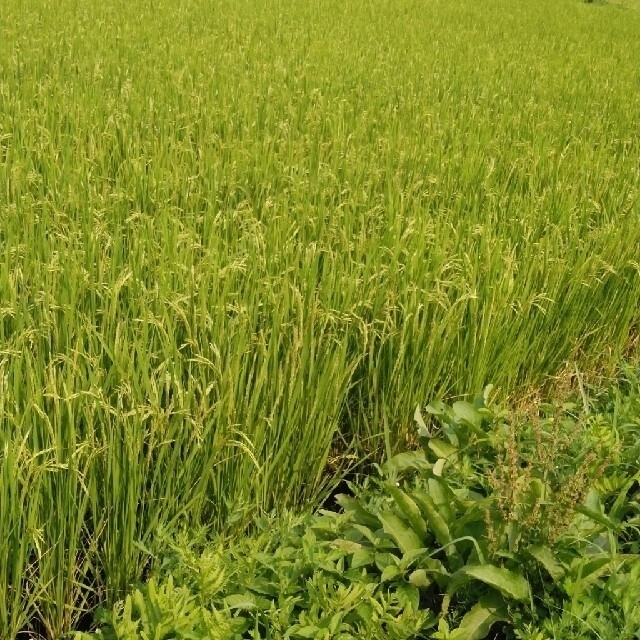 新米令和3年産栃木県特一等米コシヒカリ玄米30キロ無農薬には、作り上げたお米です