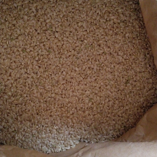 令和3年産栃木県特【A級】一等米コシヒカリ玄米30キロ無農薬にて作り上げたお米