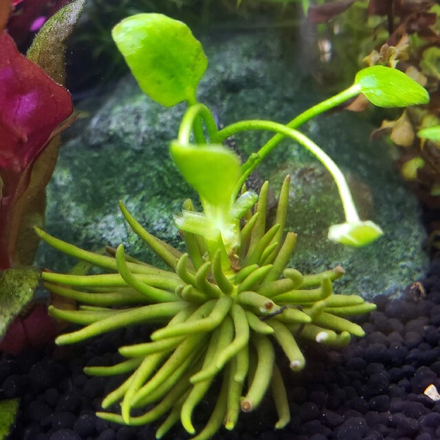 和製バナナプラント 6株 水草 メダカ飼育 睡蓮の通販 By Churaplants S Shop ラクマ 和製バナナプラント 6株 水草 メダカ飼育 睡蓮の通販 By Churaplants S Shop ラクマ