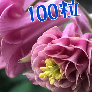 オダマキ　タワーピンク100粒(その他)