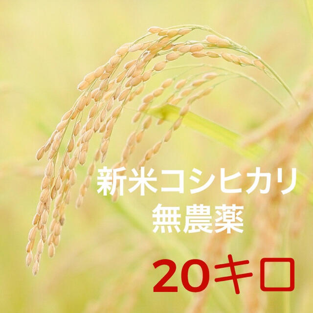 米/穀物　高知県山　無農薬コシヒカリ