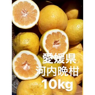 愛媛県　宇和ゴールド　河内晩柑　10kg(フルーツ)