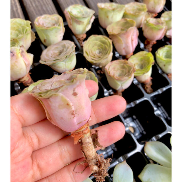 アエオニウム　グリーノビア　ピンク系オーレア　多肉植物　韓国苗 ハンドメイドのフラワー/ガーデン(その他)の商品写真