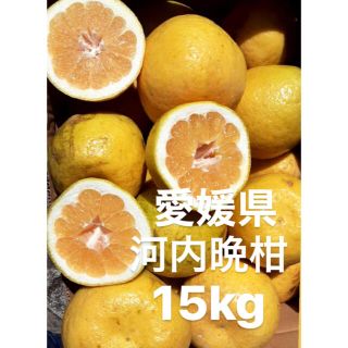 愛媛県　宇和ゴールド　河内晩柑　15kg(フルーツ)