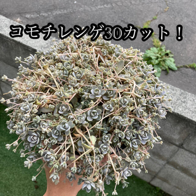 多肉植物　子持ち蓮華　30カット　寄せ植えにも♪ ハンドメイドのフラワー/ガーデン(その他)の商品写真