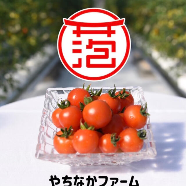 ミニトマト 1kg  【yukiusagi様専用】採れたて☘️産地直送いたします 食品/飲料/酒の食品(野菜)の商品写真