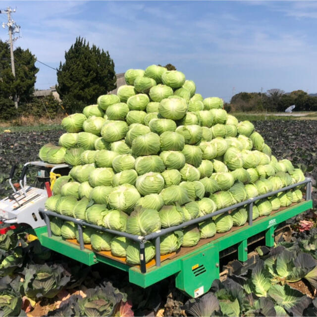 すな様専用です 食品/飲料/酒の食品(野菜)の商品写真