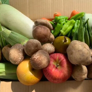 ★60サイズ★ 無農薬新鮮野菜果物セット 10種類セット(野菜)