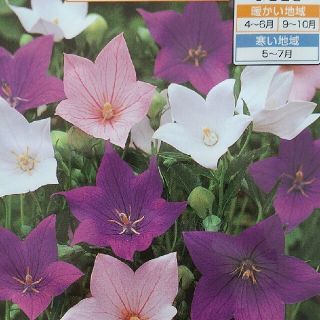 花の種       桔梗ミックス＋おまけ(その他)