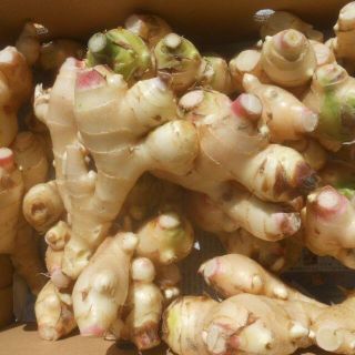 　高知産　訳あり新生姜　約４ｋｇ　 Ｂ品　家庭用　北海道沖縄発送不可(野菜)