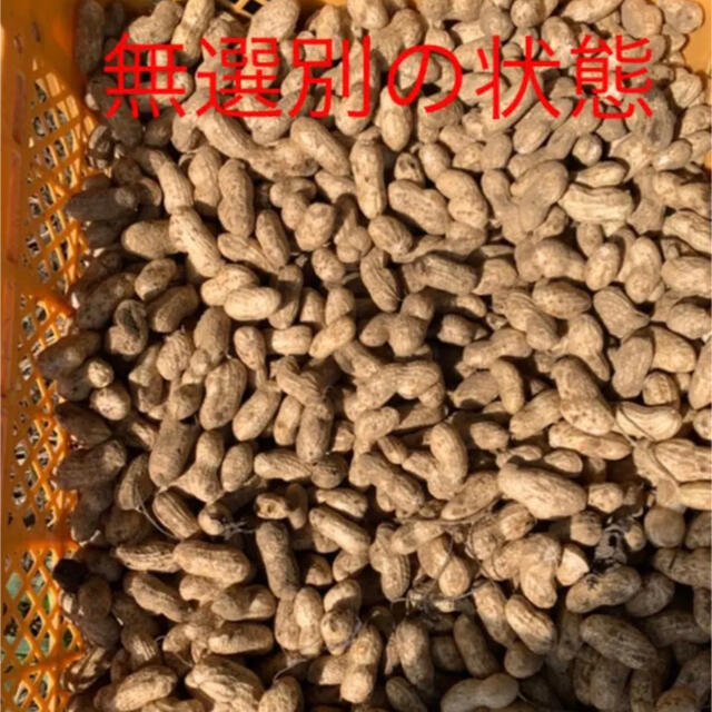 千葉県八街産おおまさり2キロ(梱包資材込み) 食品/飲料/酒の食品(野菜)の商品写真
