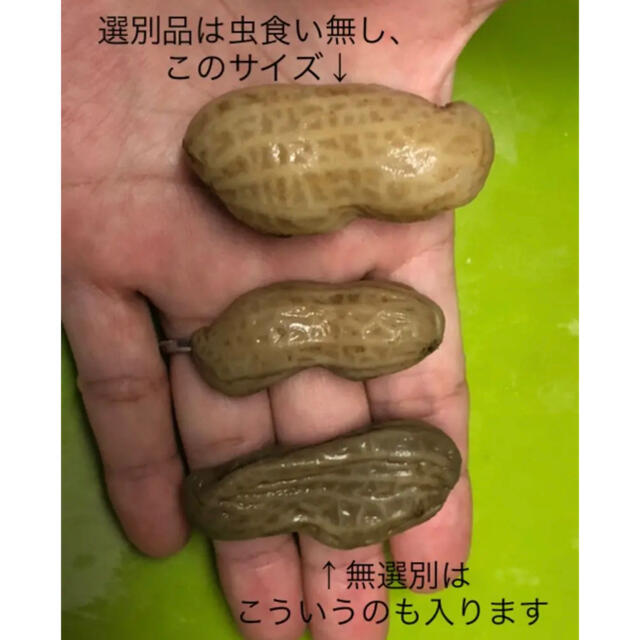 千葉県八街産おおまさり2キロ(梱包資材込み) 食品/飲料/酒の食品(野菜)の商品写真