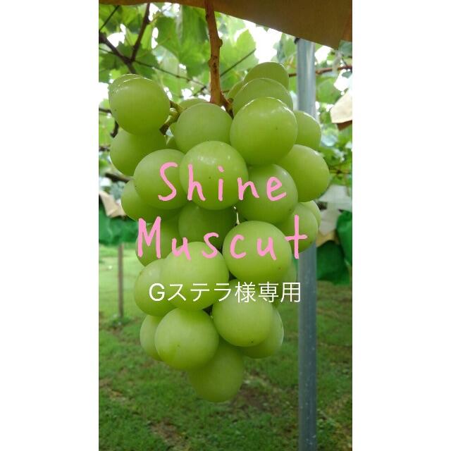 食品 ☆Gステラ様専用☆ シャインマスカット 最終値下げ rhythmtrick.com