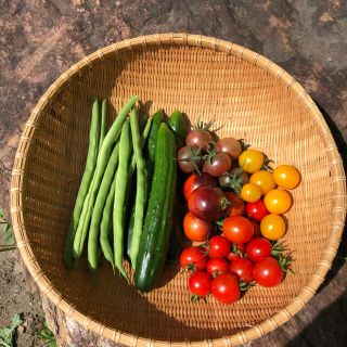 農家直送　野菜セット　きゅうり・いんげん・トマト(野菜)