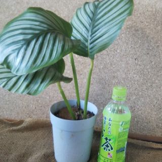 カラテア オルビフォーリア(その他)