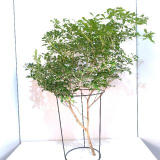 【天然】アセビ90ｃｍ（朴）(その他)