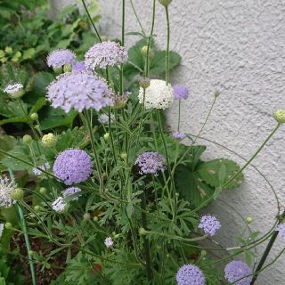 花種    ブルーレースフラワー(その他)