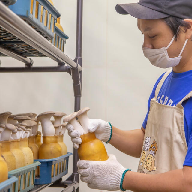 農家直送！B品無農薬きのこの詰め合わせ 食品/飲料/酒の食品(野菜)の商品写真