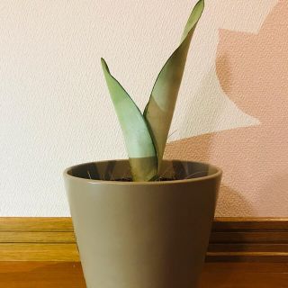 サンスベリア　シルバーキング　観葉植物(その他)