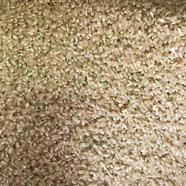 令和3年度 徳島産 新米こしひかり 玄米25キロ 1