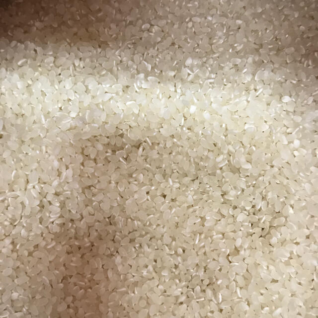 令和3年度 徳島産 新米こしひかり 玄米25キロ 2