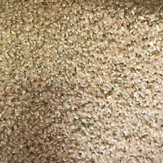 令和3年度 徳島産 新米こしひかり 玄米25キロ