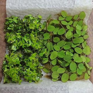 サンショウモ ＆ アオウキクサ（１カップ分）水草 浮草 無農薬(アクアリウム)