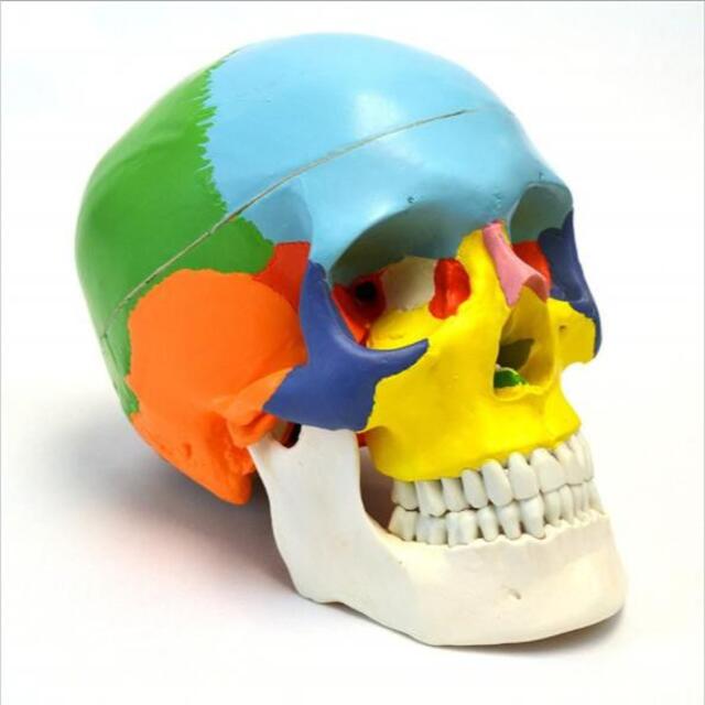 頭蓋骨模型 各部位配色 顎関節可動式 頭蓋冠分解可 歯科 頭蓋骨矯正 磁石固定式 インテリア/住まい/日用品のインテリア小物(その他)の商品写真