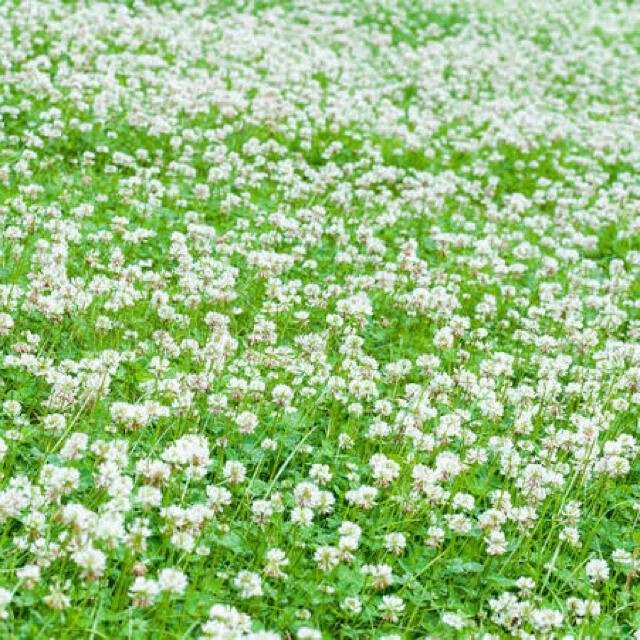 【最安値！説明書つき】ホワイトクローバー、シロツメクサの種 41g 6万粒以上 ハンドメイドのフラワー/ガーデン(その他)の商品写真