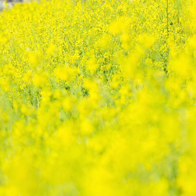 【最安値】菜の花 種 21g（大容量！6300粒以上！）【説明書つき】 ハンドメイドのフラワー/ガーデン(その他)の商品写真