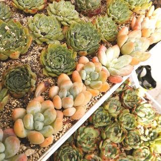 蛍光オレンジ♡　韓国苗　エケベリア　レジェンド　多肉植物(その他)