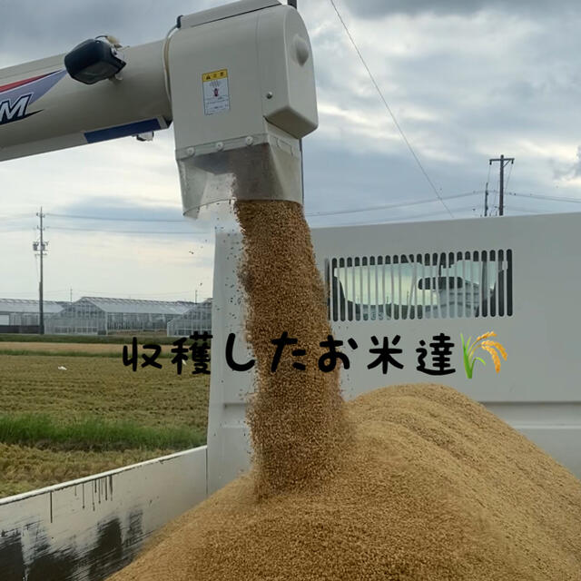令和3年　新米　特別栽培米 精米20kg 減農薬 有機肥料100% コシヒカリ
