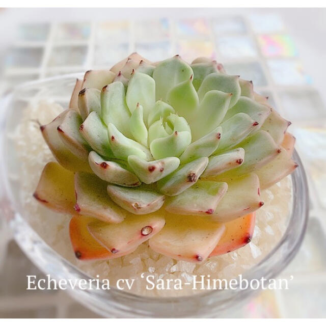多肉植物 エケベリア * 沙羅姫牡丹 抜き苗 大苗 *の通販 by 多肉植物 エケベリア * 沙羅姫牡丹 抜き苗 大苗 *の通販 by