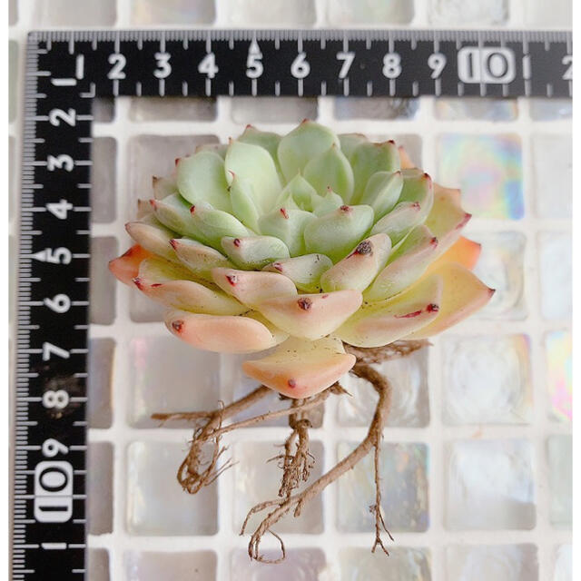 多肉植物 エケベリア * 沙羅姫牡丹 抜き苗 大苗 *の通販 by 多肉植物 エケベリア * 沙羅姫牡丹 抜き苗 大苗 *の通販 by