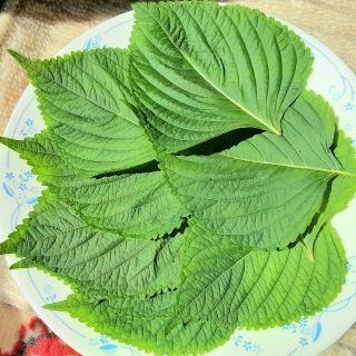 自然栽培　採れたて新鮮　エゴマの葉　100枚(野菜)