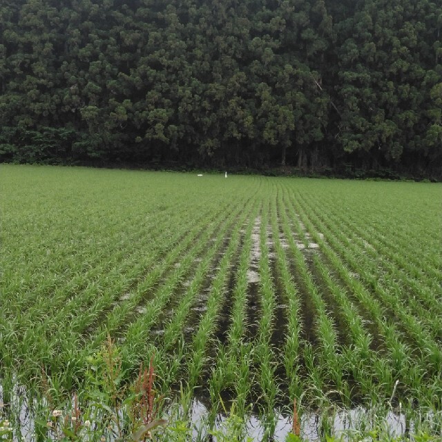 令和2年栃木県特一等米コシヒカリ30キロ無農薬にてつくた、お米です食品/飲料/酒