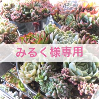 ホワイトフロスト 多肉植物(その他)