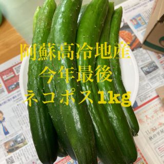 阿蘇のきゅうり　今年最後　ネコポス1kg訳あり混合(野菜)