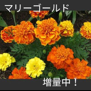 おまけ付き！マリーゴールドの種とおまけでひまわりの種、しそ、ニラの種付けます！(その他)